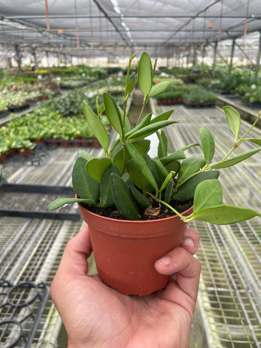 Hoya Chouke 4" potted plant