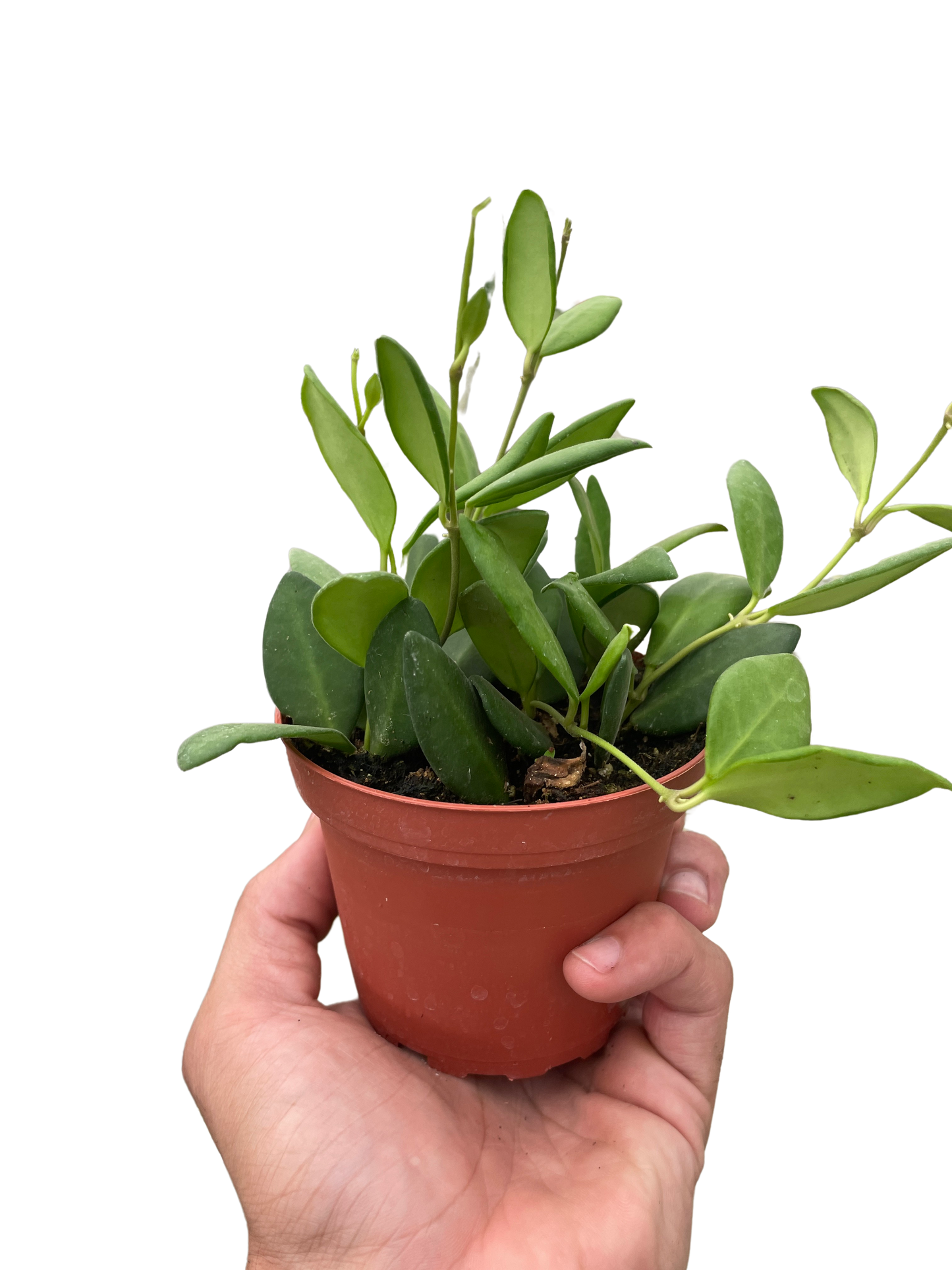 Hoya Chouke 4" potted plant
