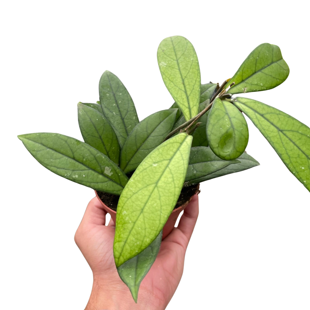 Hoya 'Crassipetiolata' 4" potted plant