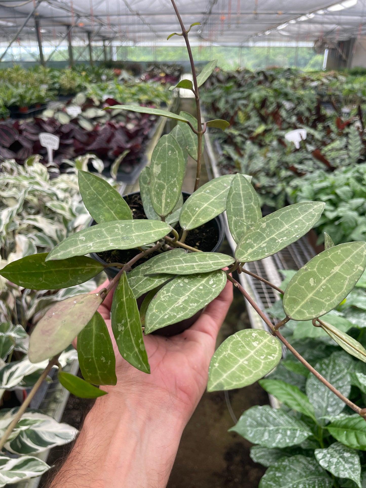 Hoya 'Eliptica' 4" potted plant