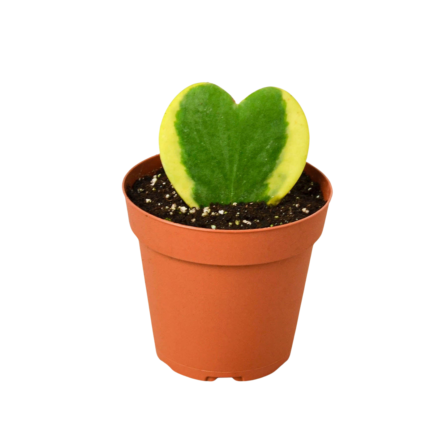 Hoya 'Sweetheart Variegated' potted plant