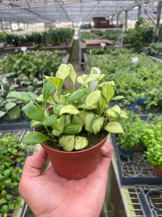 Hoya Heuschkeliana Variegated 4" potted plant