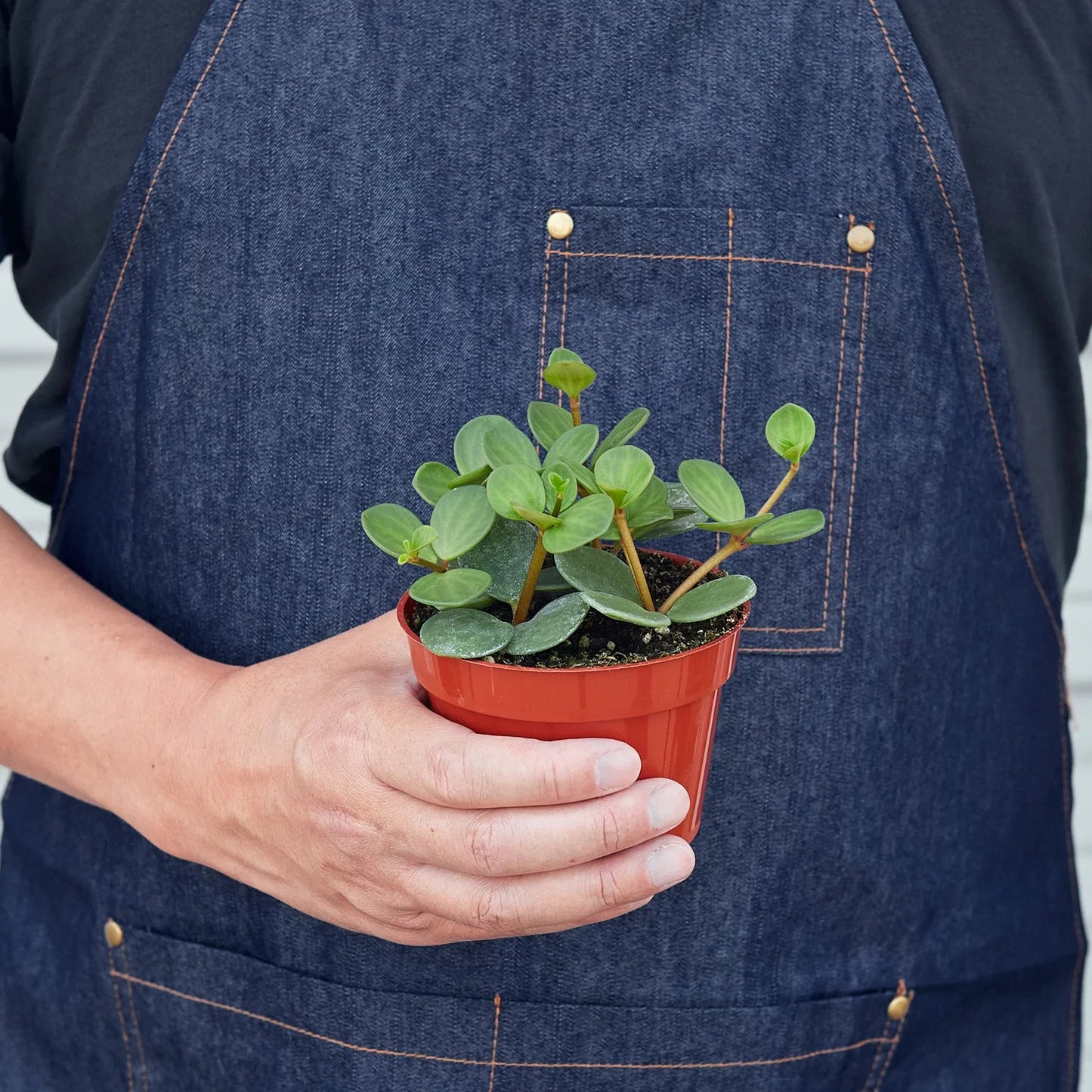 Peperomia 'Hope' 4" potted plant