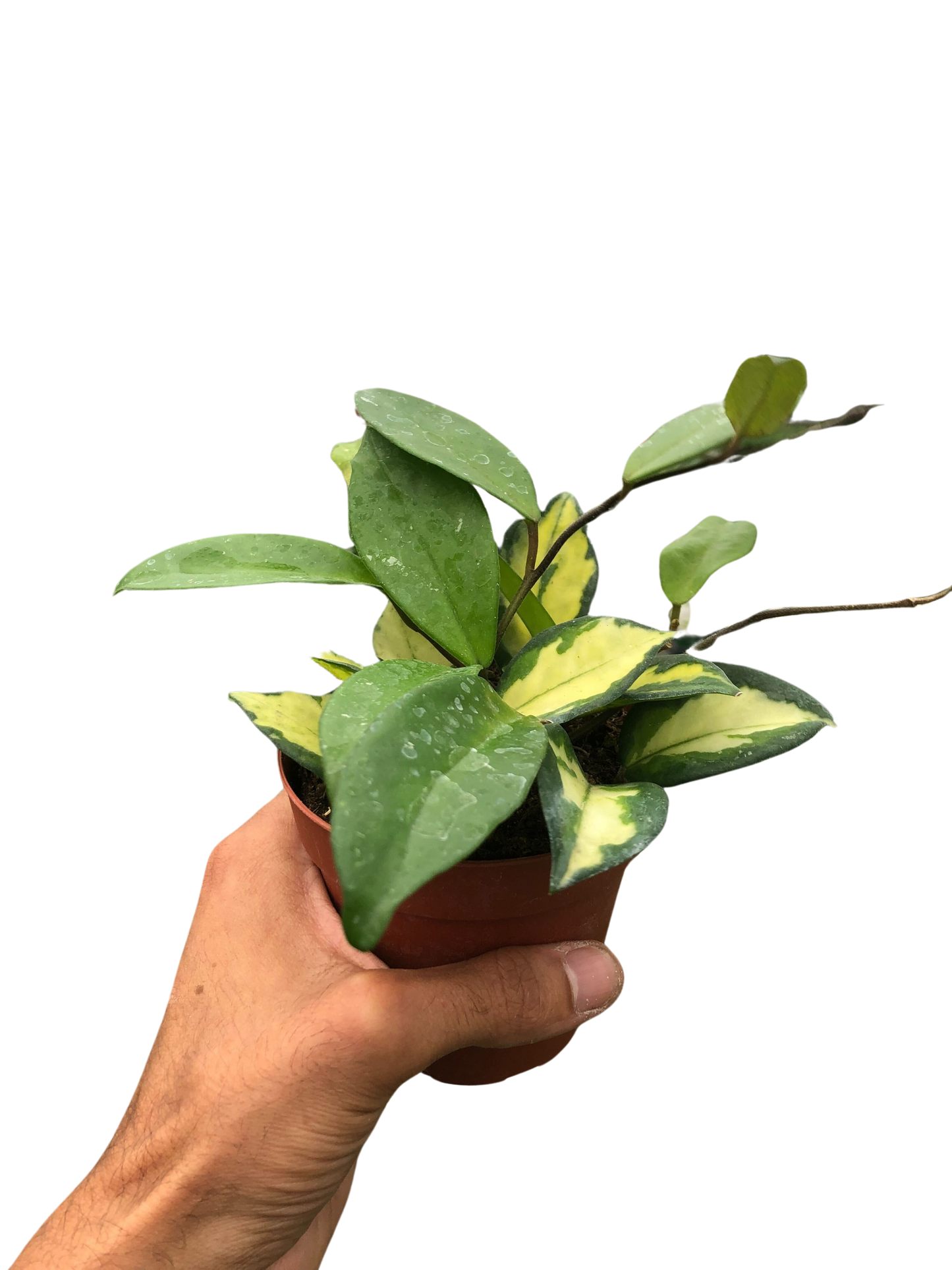 Hoya Carnosa 'Krimson Princess' potted plant
