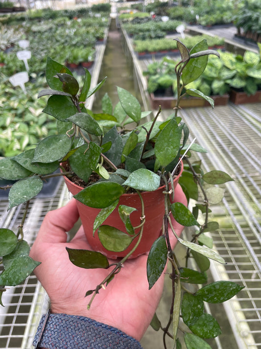 Hoya Krohniana Black 4" potted plant