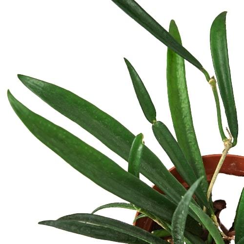 Hoya 'String Bean' 4" potted plant