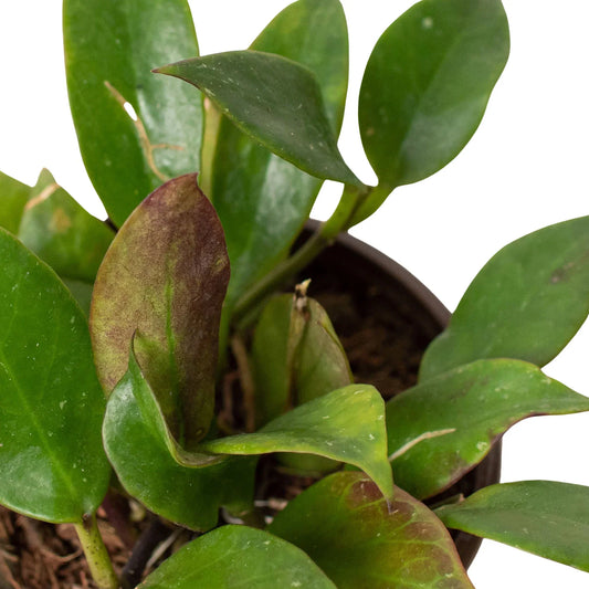 Hoya 'Sunrise' potted plant