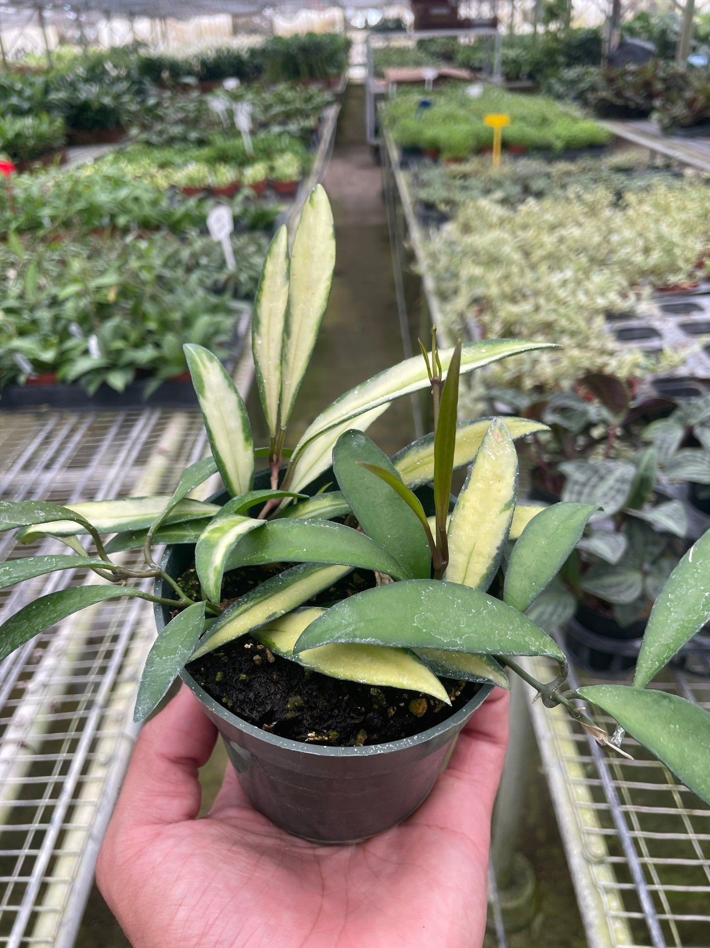 Hoya Wayetii Variegated 4" potted plant