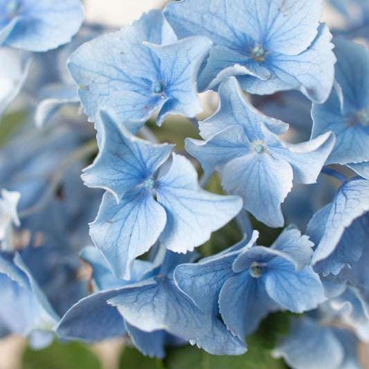Blue Hydrangea 6" potted plant