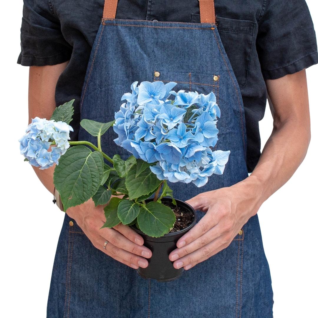 Blue Hydrangea 6" potted plant