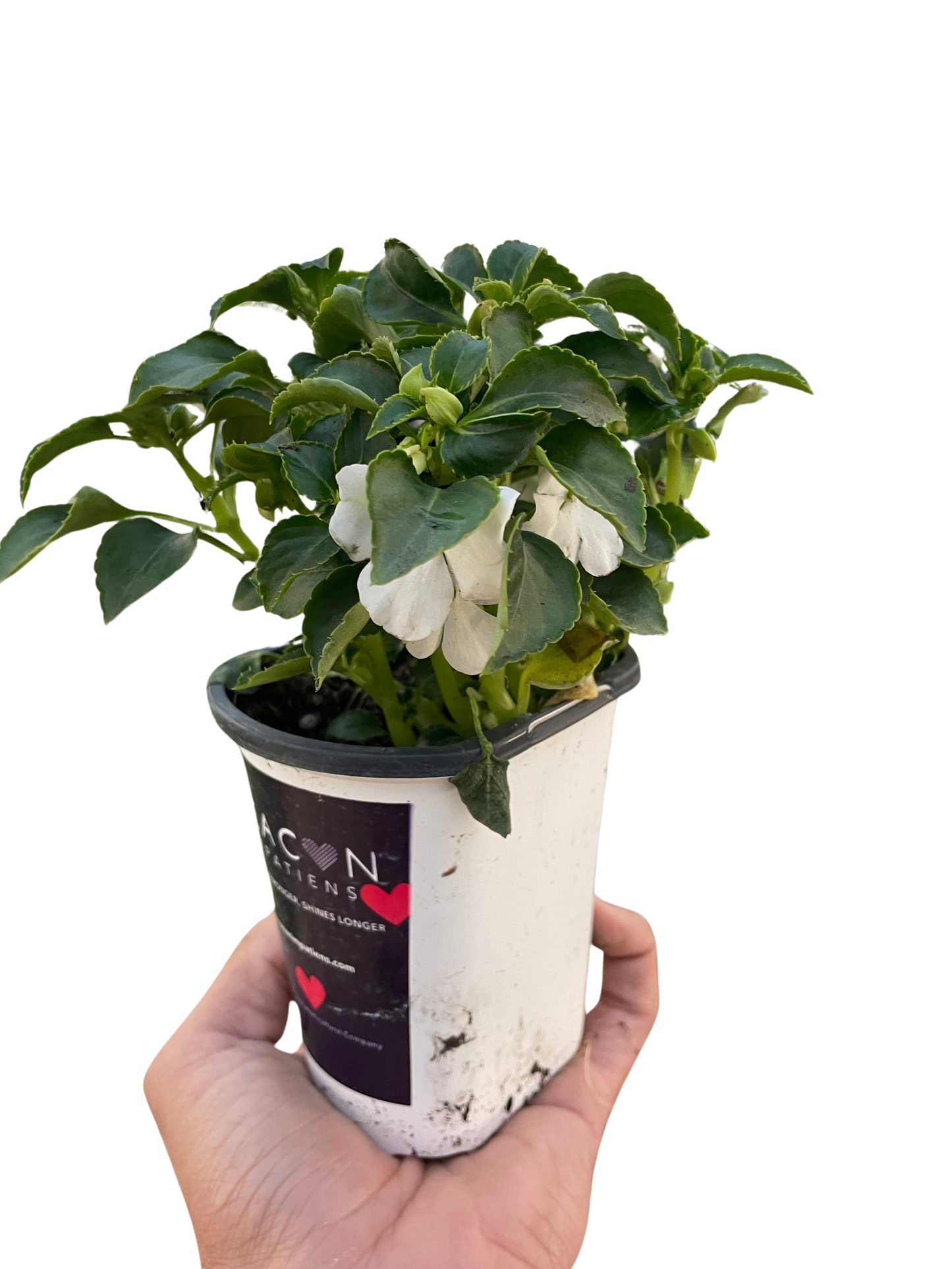 Impatiens potted plant