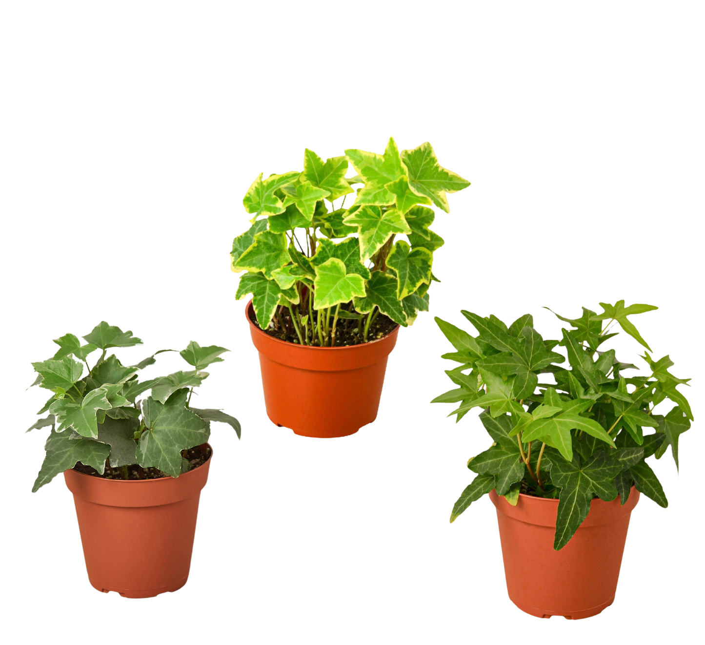 3 Different English Ivy Plants 4" potted plant