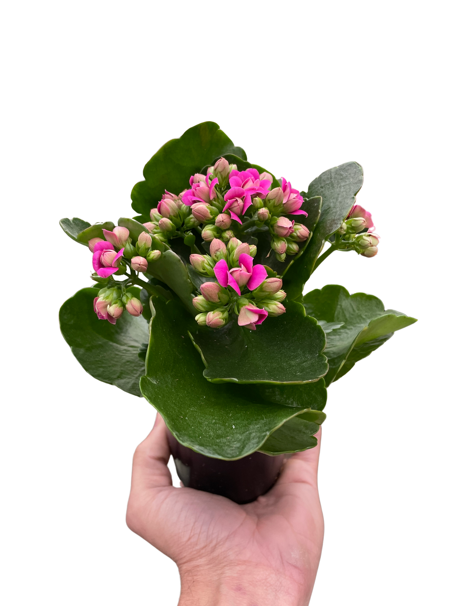 Kalanchoe 4" potted plant