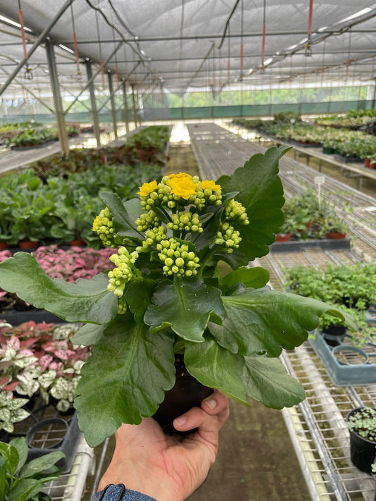 Kalanchoe 4" potted plant