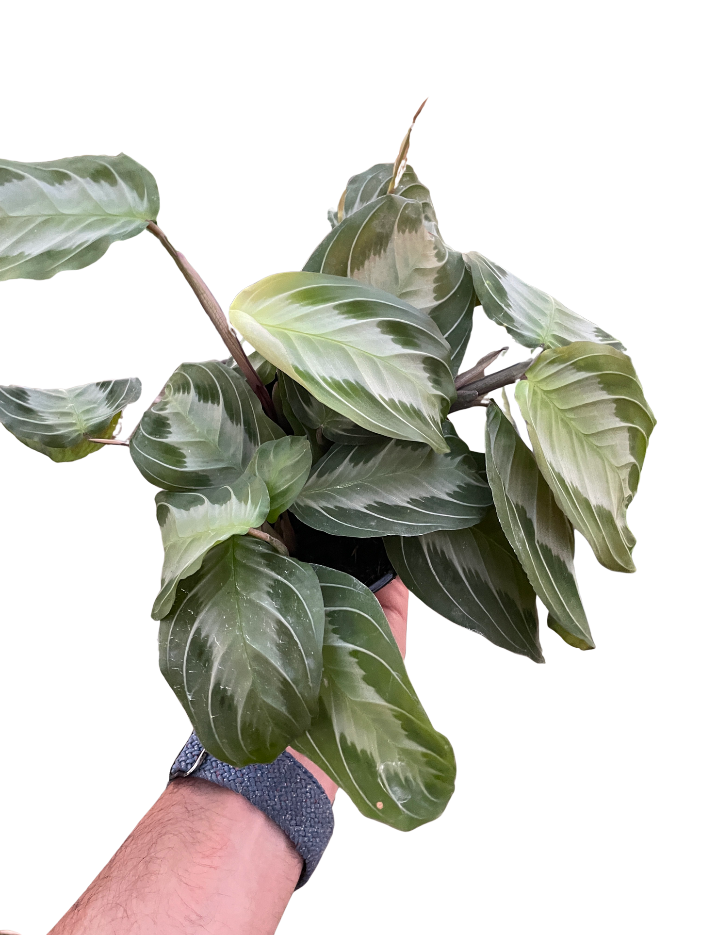 Maranta 'Silver Band' potted plant