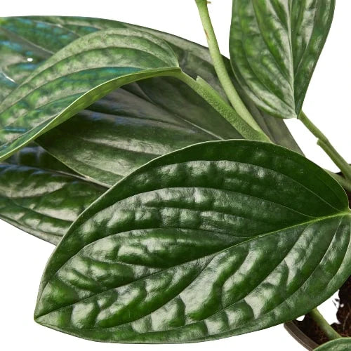 Monstera 'Peru' potted plant
