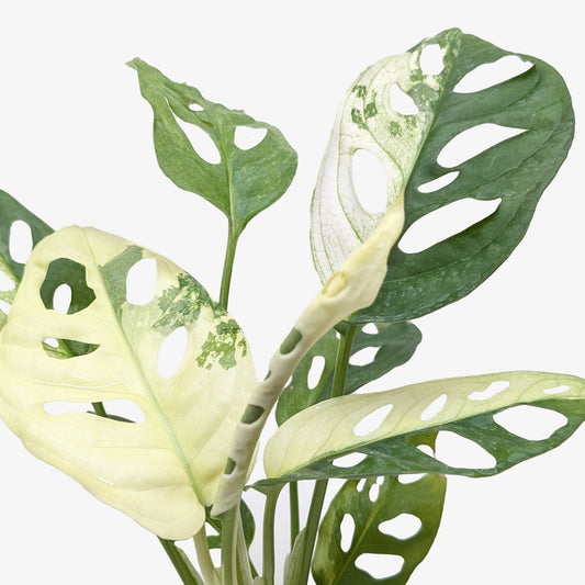Monstera Adansonii 'Swiss Cheese Variegated' 4" potted plant