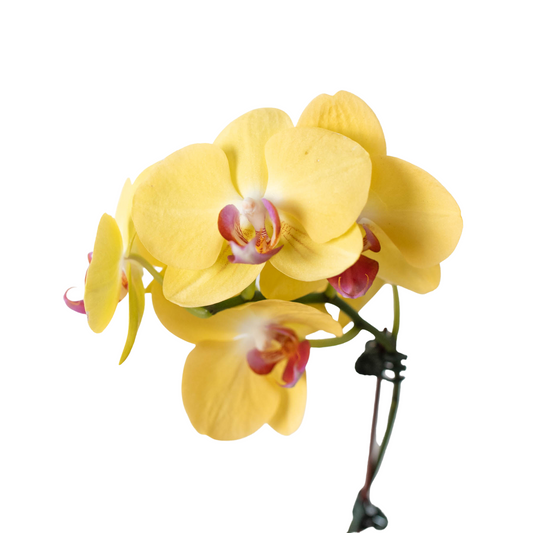 Orchid 'Yellow Phalaenopsis' potted plant
