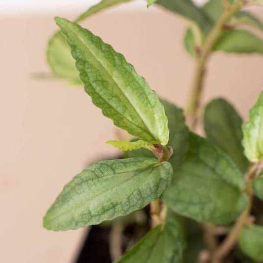Pellionia Daveanna 4" potted plant