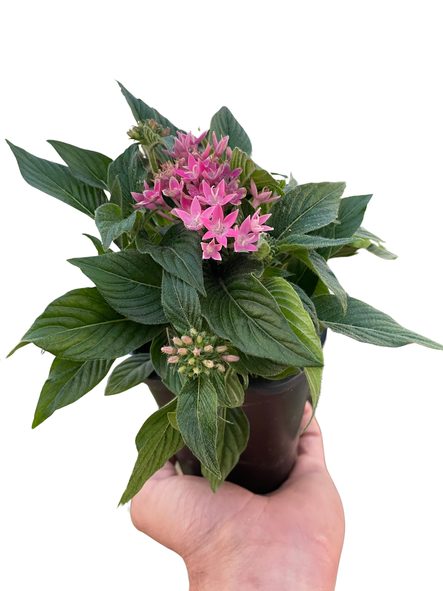 Penta potted plant