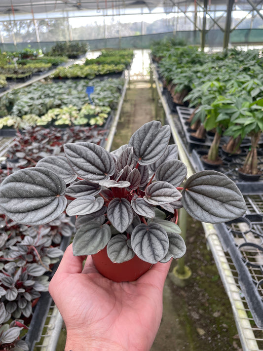 Peperomia 'Mendoza' potted plant