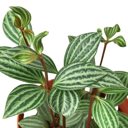 Peperomia 'Parallel' potted plant