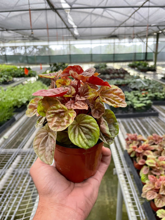 Peperomia 'Quito' 4" potted plant