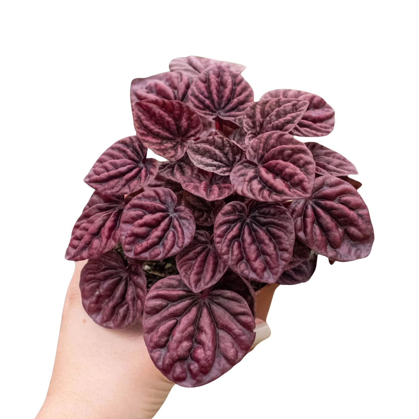 Peperomia 'Ripple Red' 4" potted plant