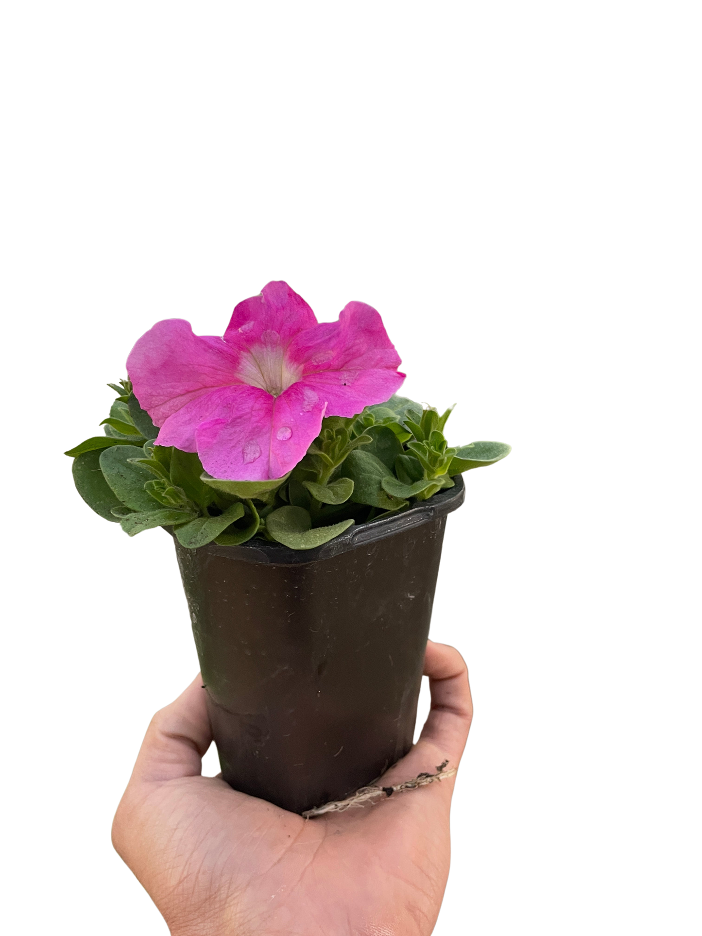 Petunia potted plant