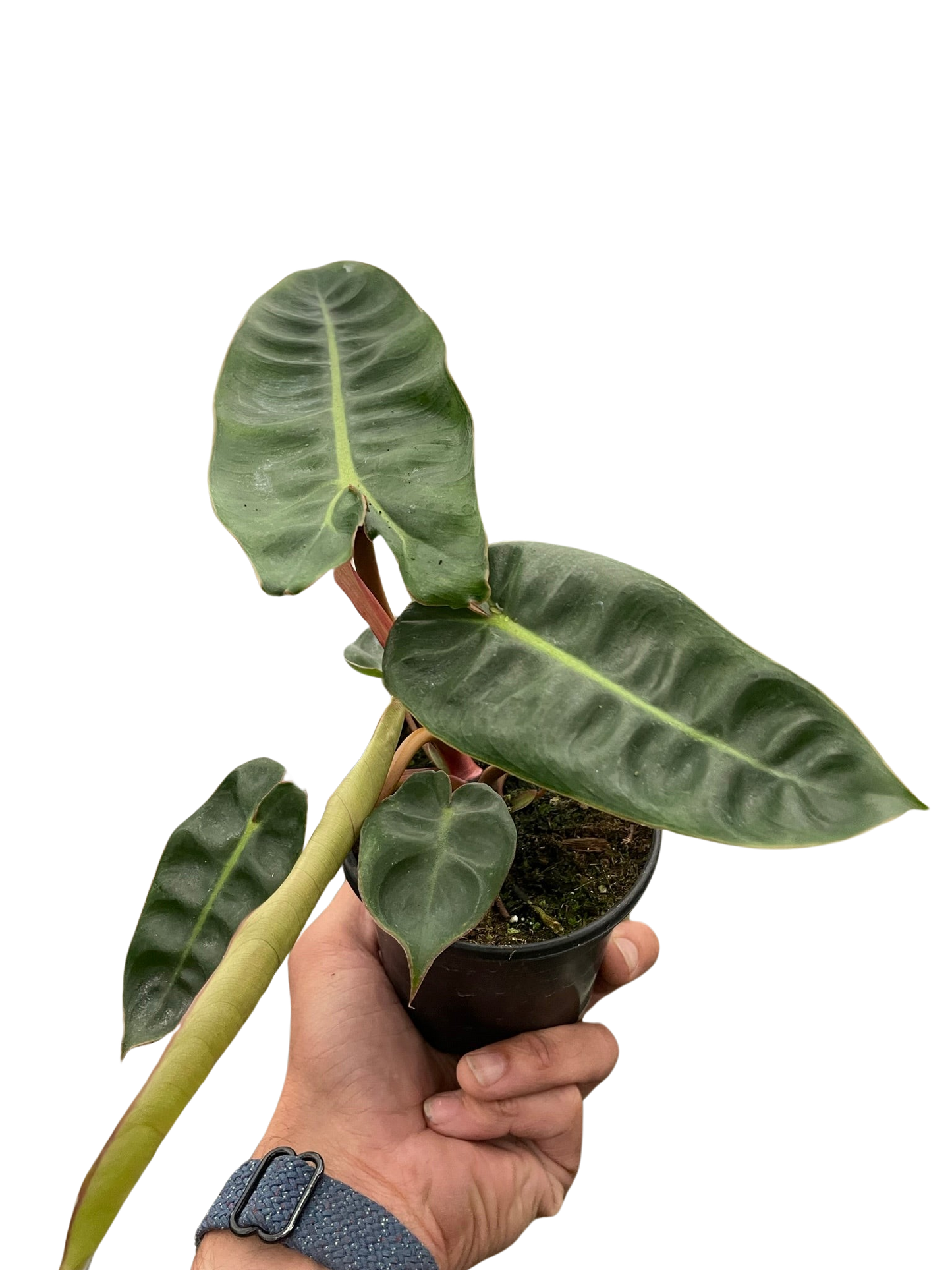 Philodendron 'Billietiae' potted plant