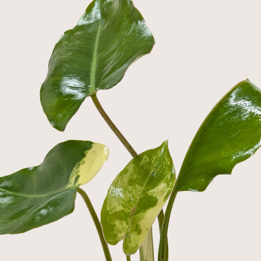 Philodendron Burle Marx Albo potted plant