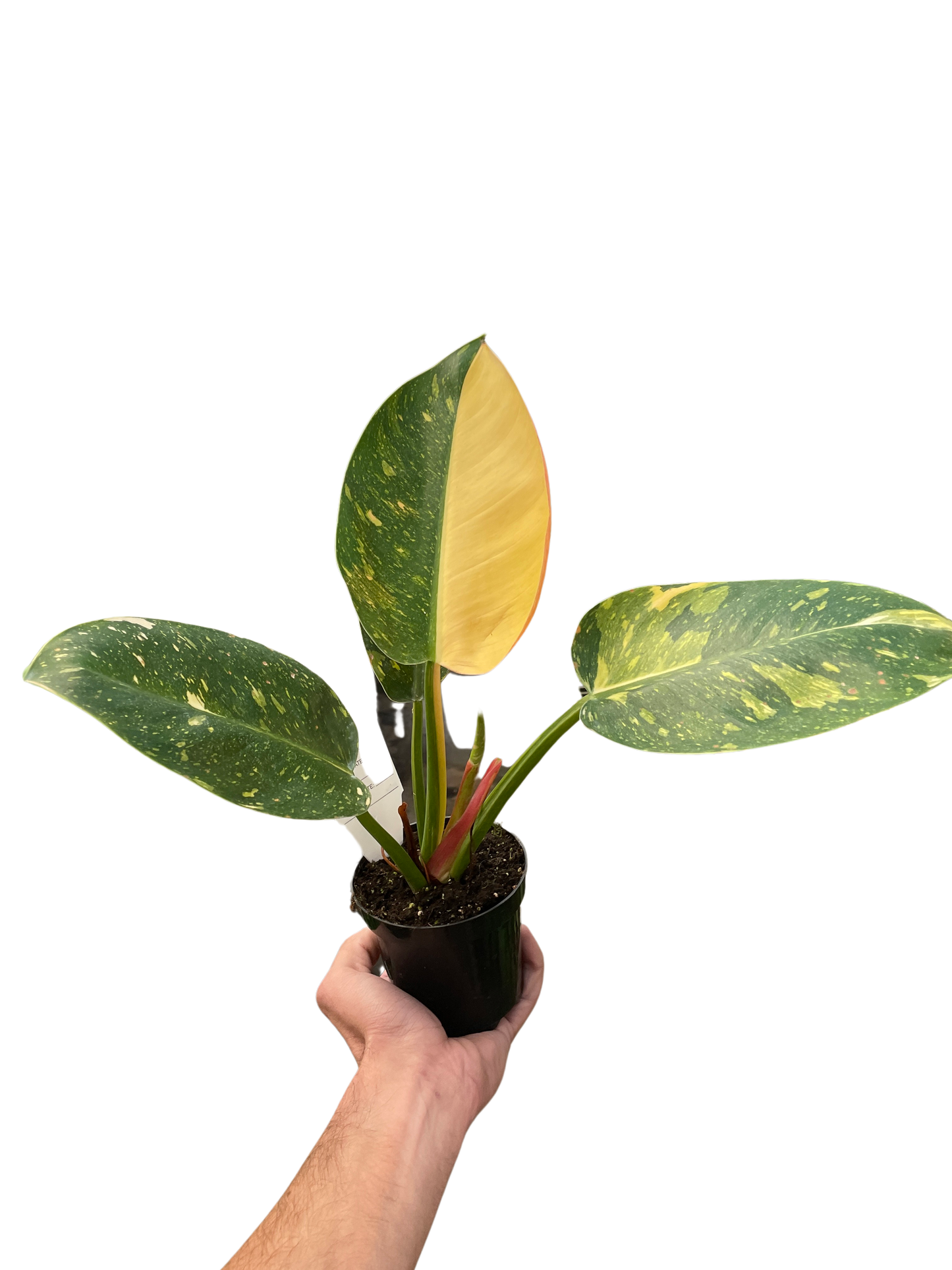 Philodendron 'Congo Green Variegated' 6" potted plant
