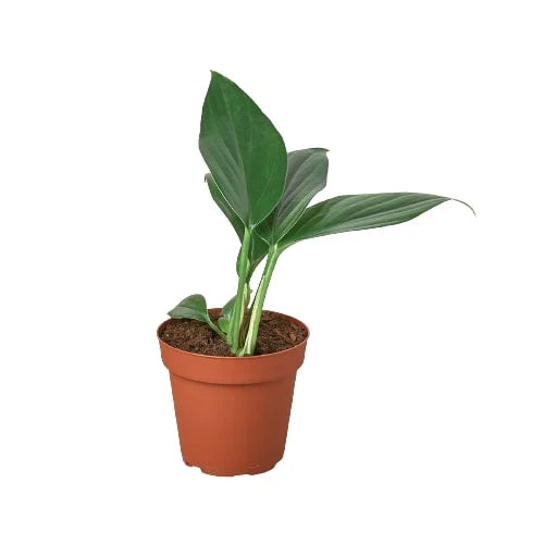 Philodendron 'Dragon Tail' potted plant