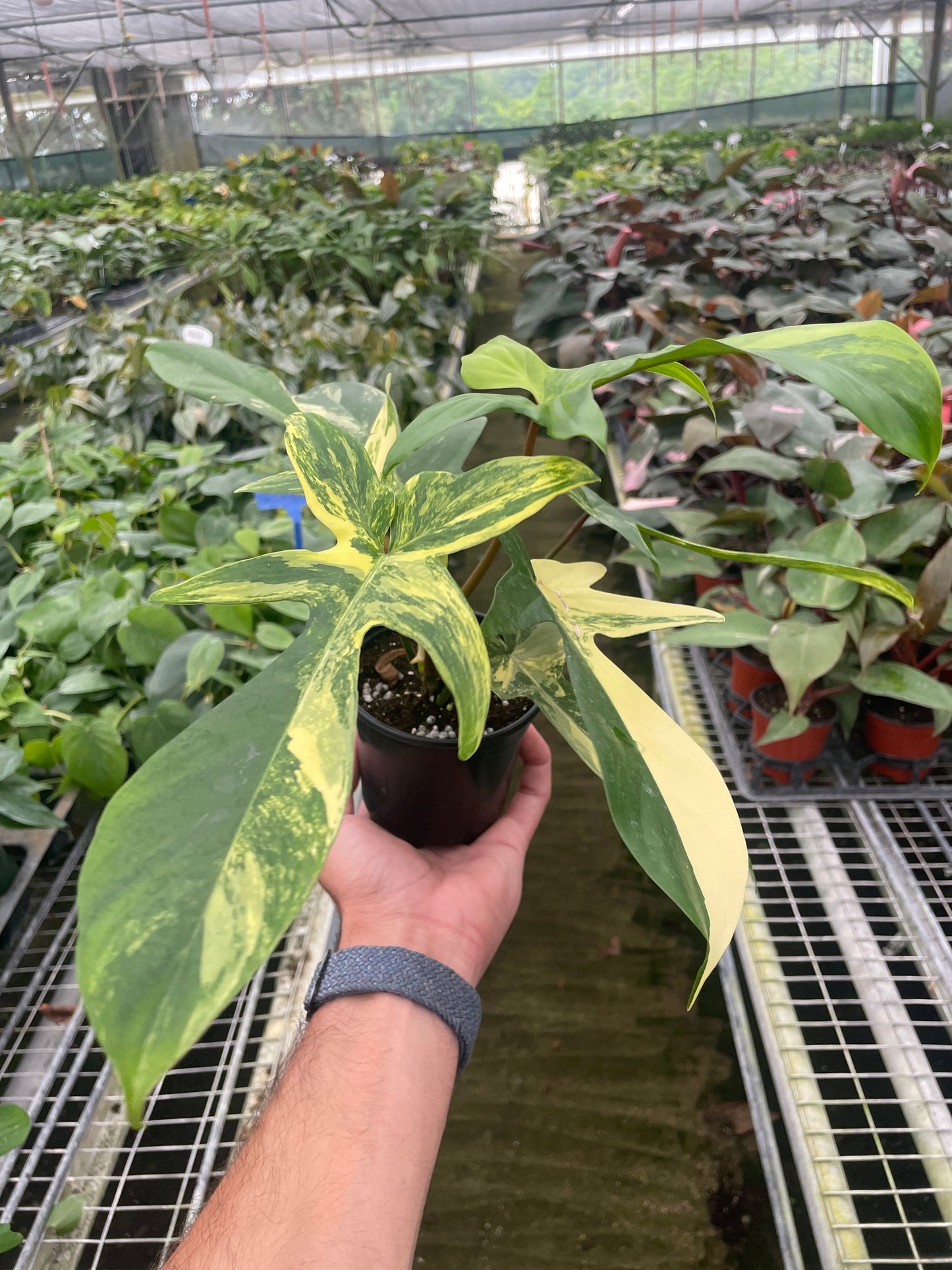 Philodendron Florida Beauty Variegated potted plant