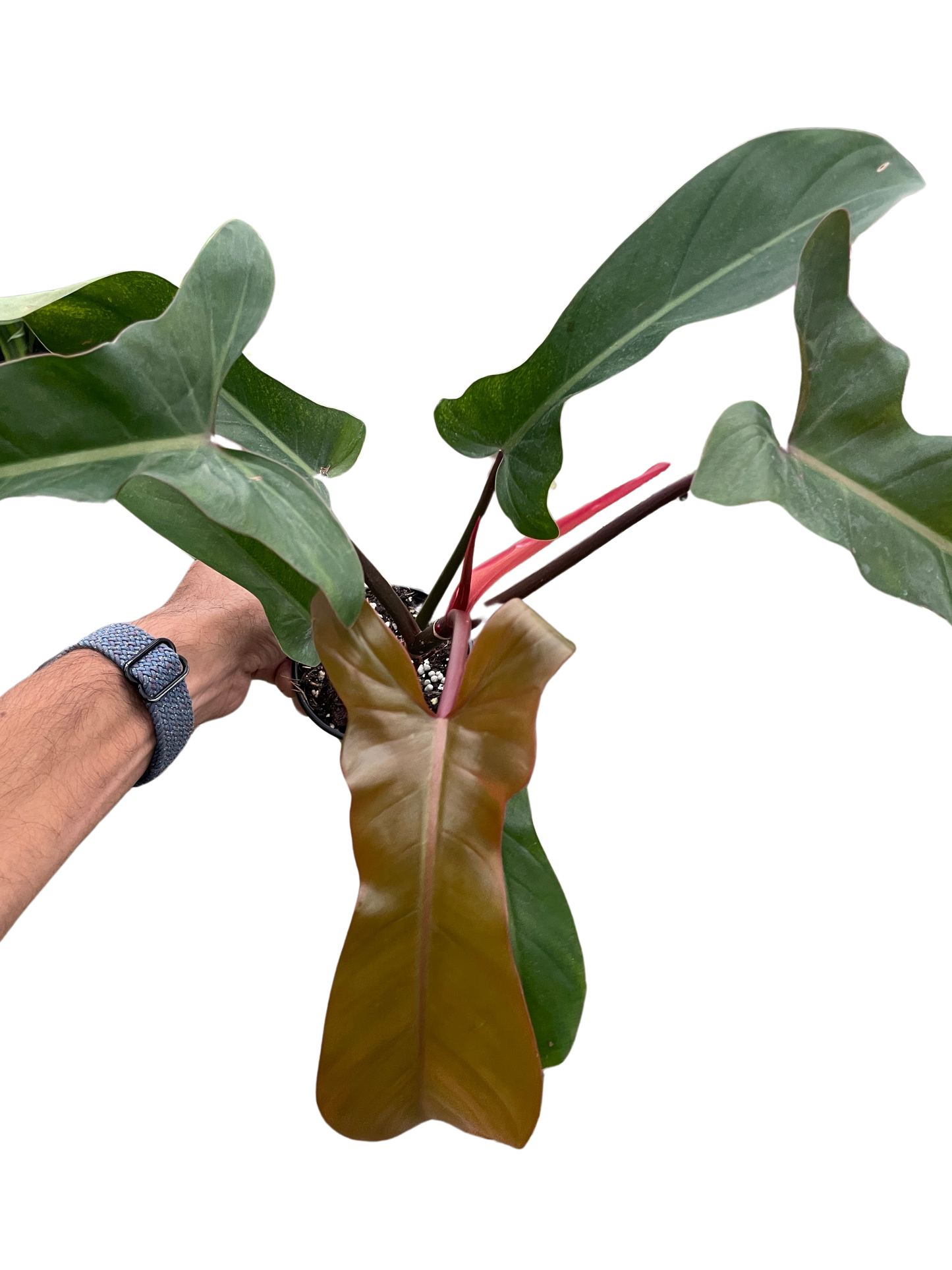 Philodendron 'Florida Bronze' potted plant