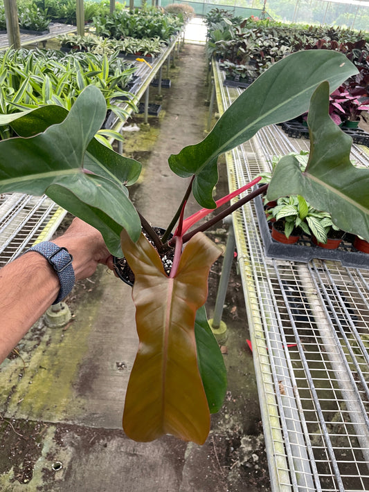 Philodendron 'Florida Bronze' potted plant