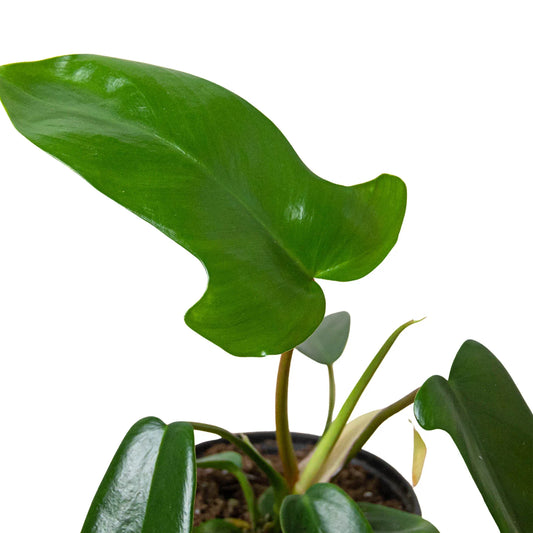 Philodendron 'Florida Green' potted plant