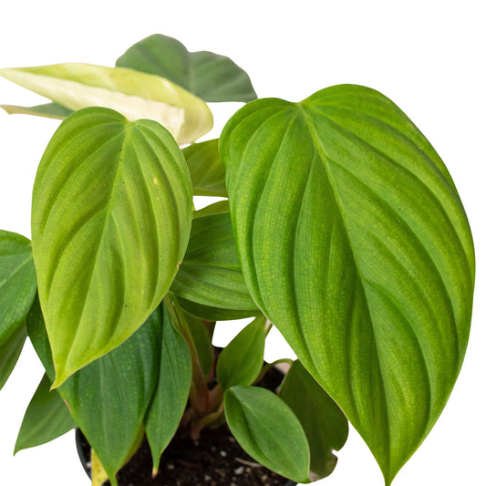 Philodendron 'Fuzzy Petiole' potted plant