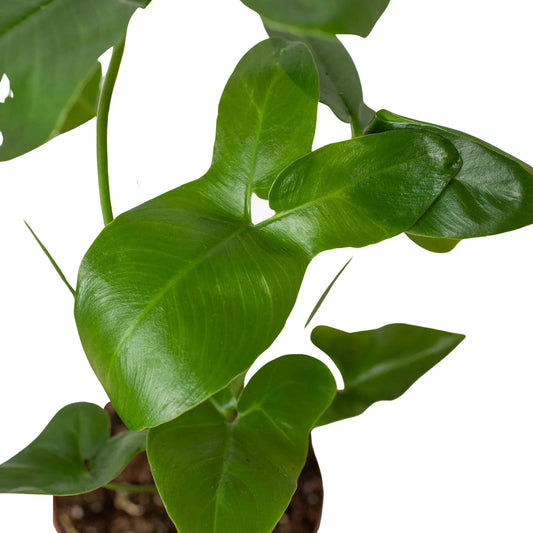 Philodendron 'Goeldii' potted plant