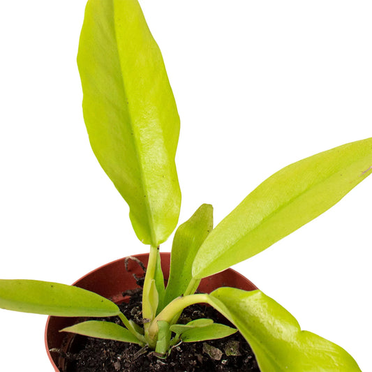 Philodendron 'Ring of Fire Gold' potted plant