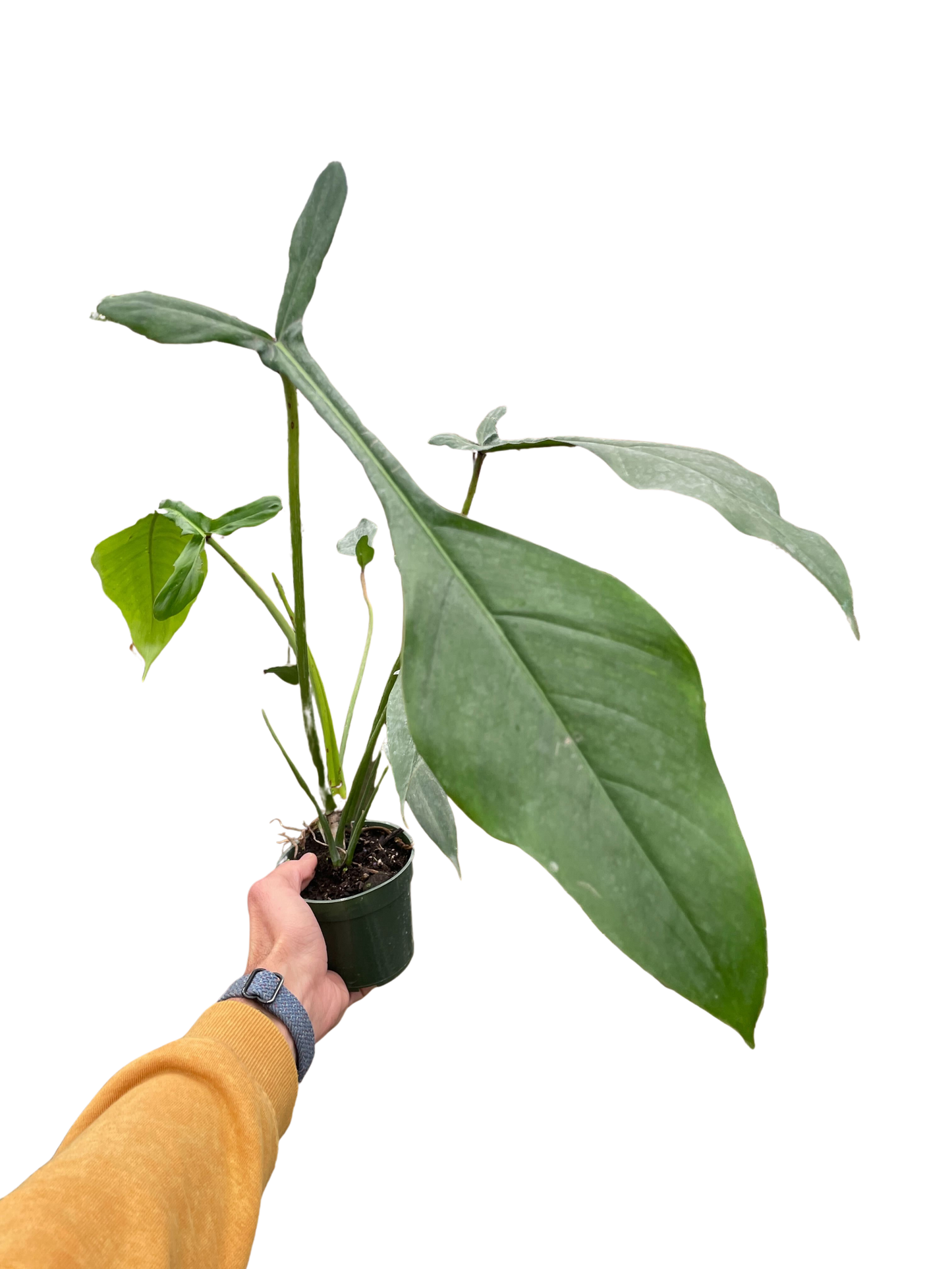 Philodendron 'Joepii' potted plant