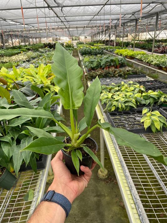 Philodendron 'Jungle Boogie' potted plant