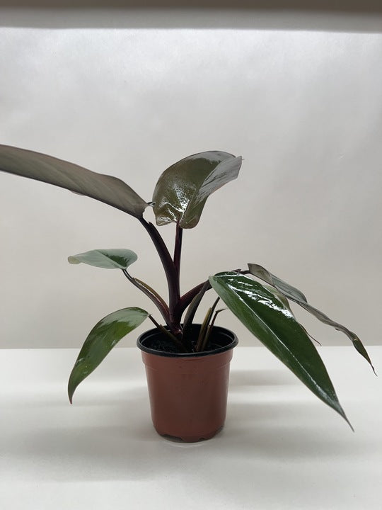 Philodendron Majesty 4" potted plant