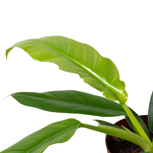 Philodendron 'Narrow Escape' potted plant