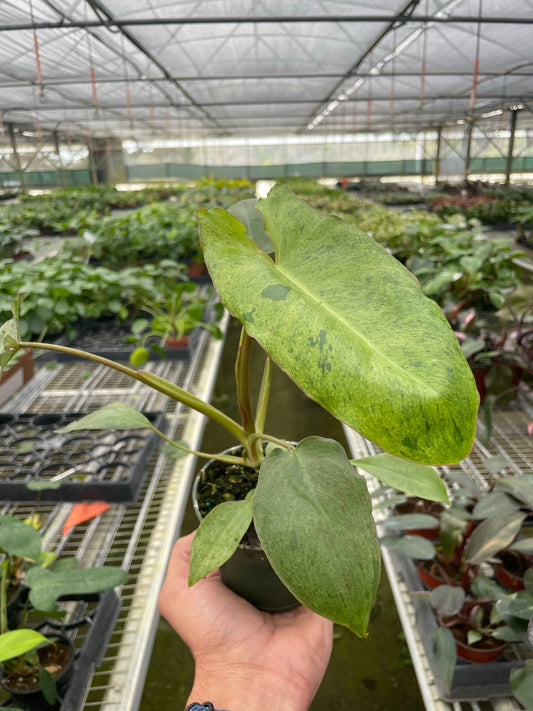 Philodendron 'Paraiso Verde' potted plant