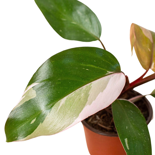 Philodendron 'Pink Princess' potted plant