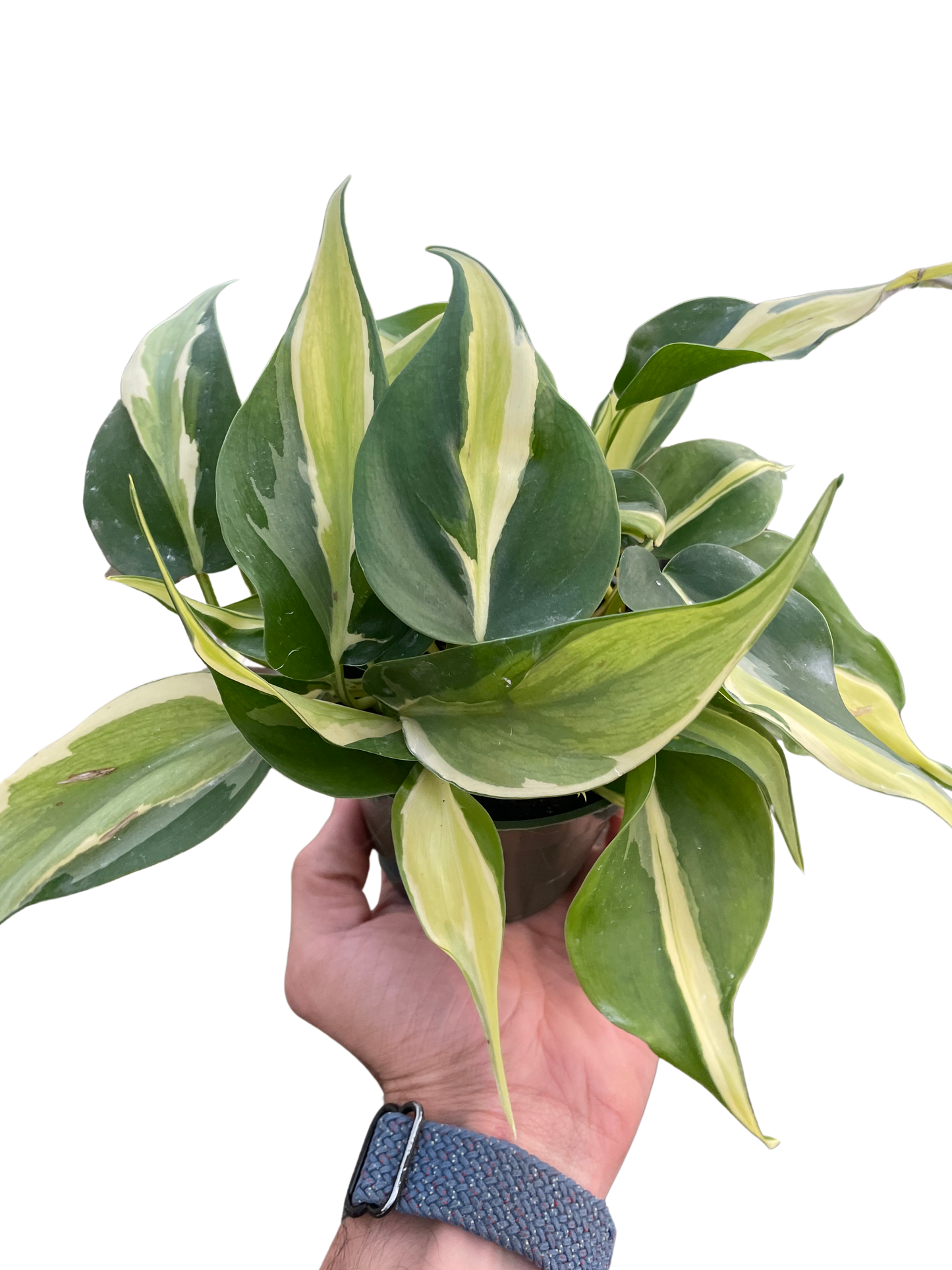 Philodendron 'Silver Stripe' potted plant