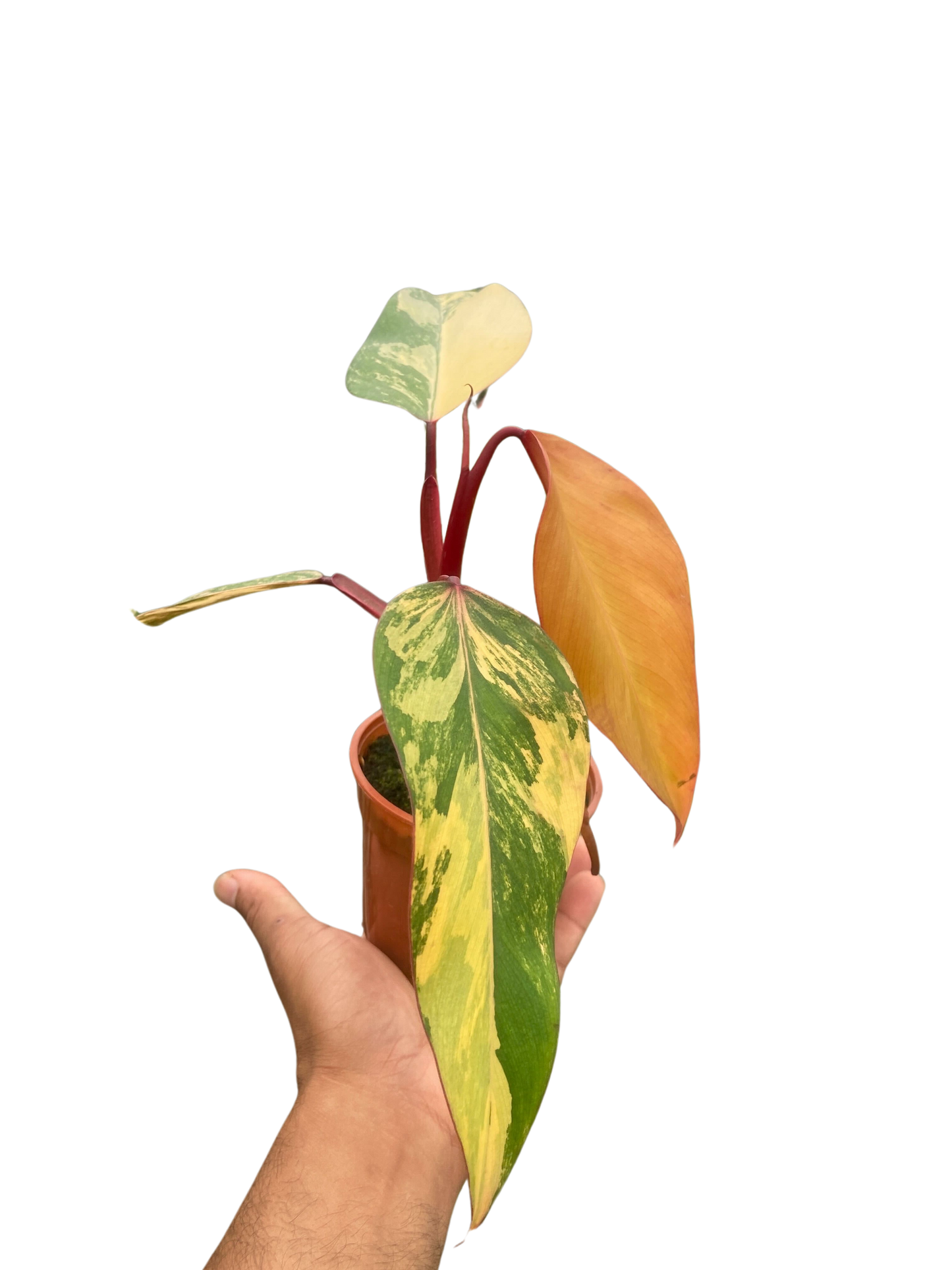 Philodendron 'Strawberry Shake' potted plant