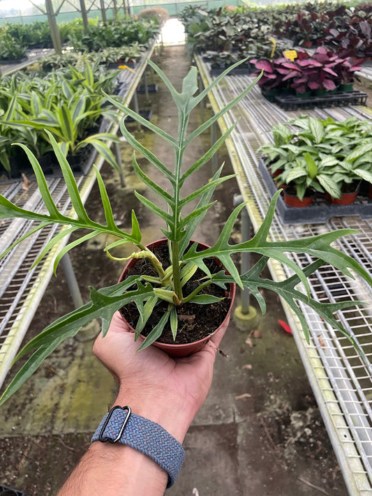 Philodendron 'Tortum' potted plant