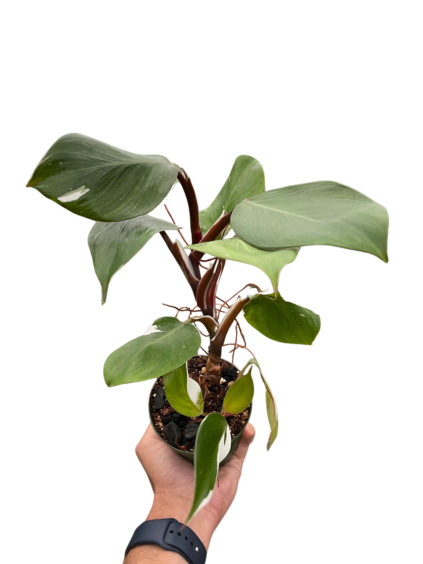 Philodendron 'White Knight' potted plant